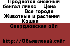 Продается снежный бенгал(линкс) › Цена ­ 25 000 - Все города Животные и растения » Кошки   . Свердловская обл.